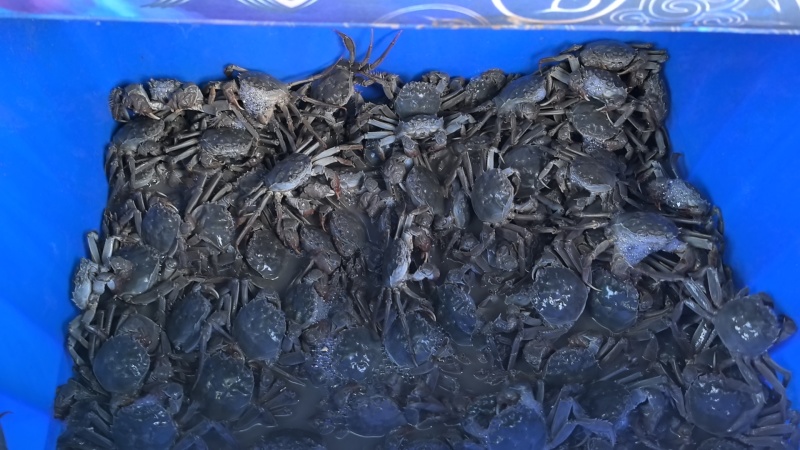 新鲜大河蟹