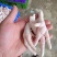 去骨鸡爪，手剥笋，虎皮鸡爪