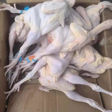 三黄鸡8只的，20吨