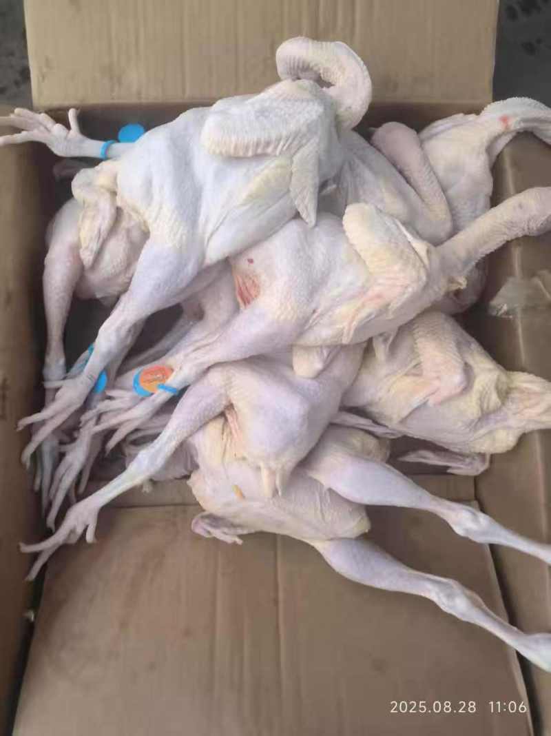 三黄鸡8只的，20吨
