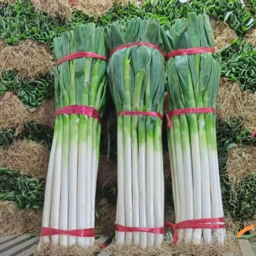 东北大葱