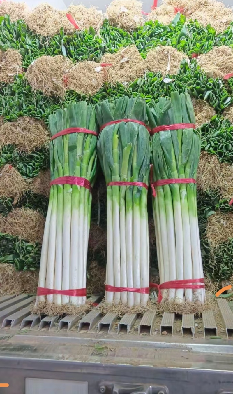 东北大葱