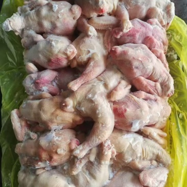 二级西装鸡30吨