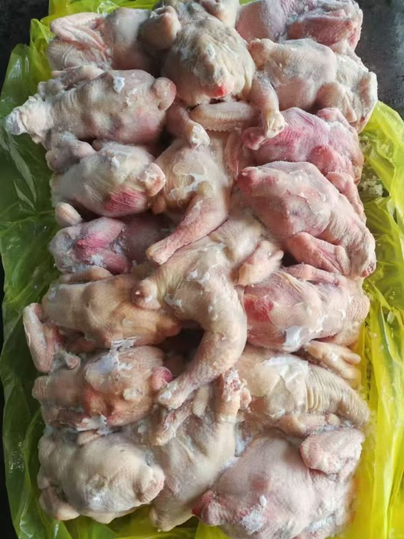 二级西装鸡30吨