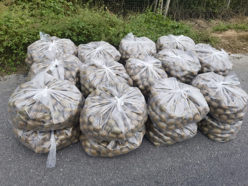 淄博碧玉猕猴桃