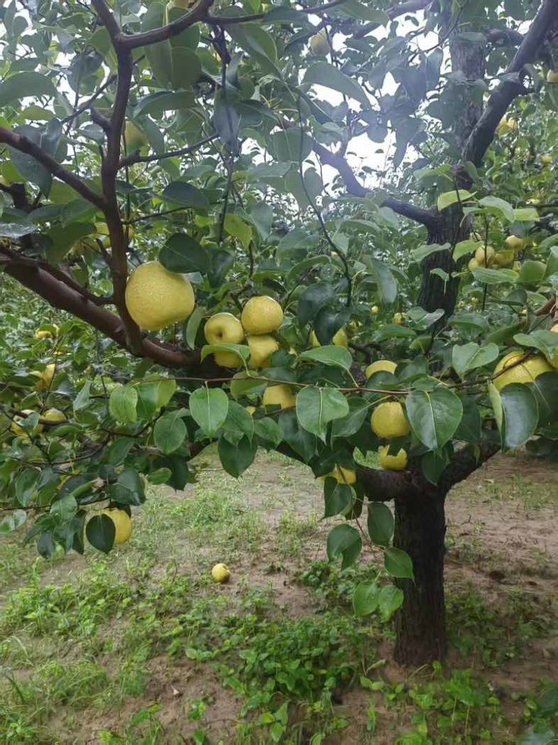 梨