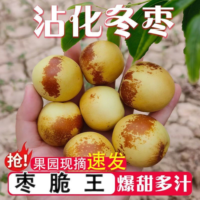 正宗沾化冬枣脆甜爽口价格实惠量大从优