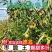 正宗沾化冬枣脆甜爽口价格实惠量大从优