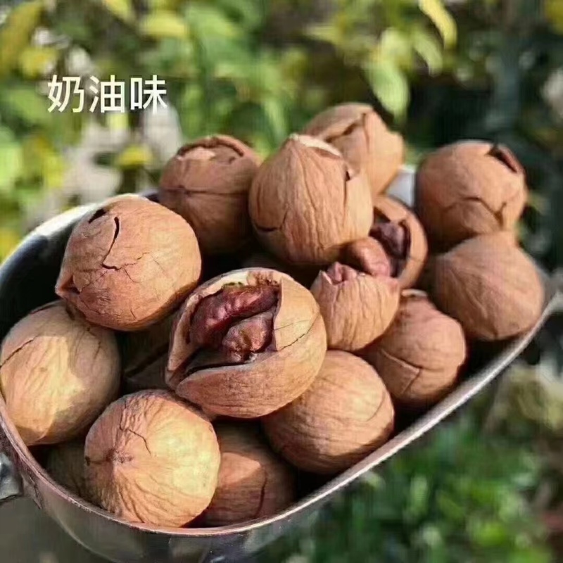 高山核桃