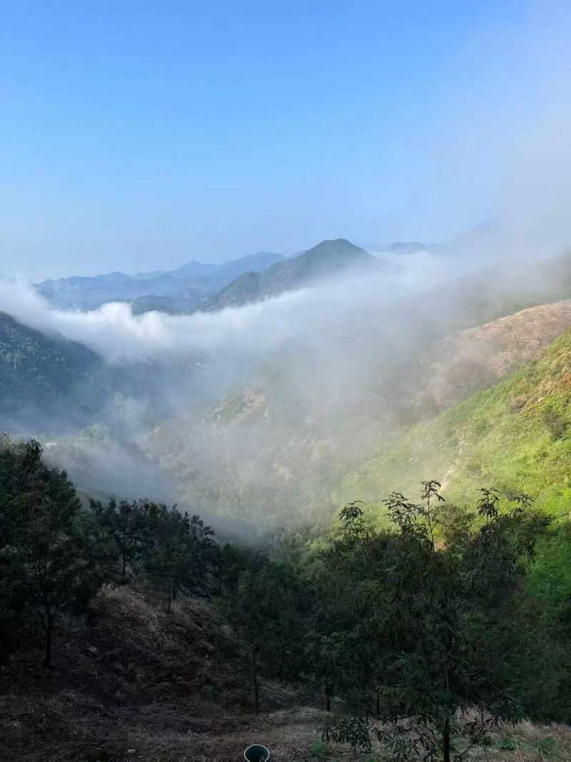 高山核桃