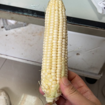 玉米