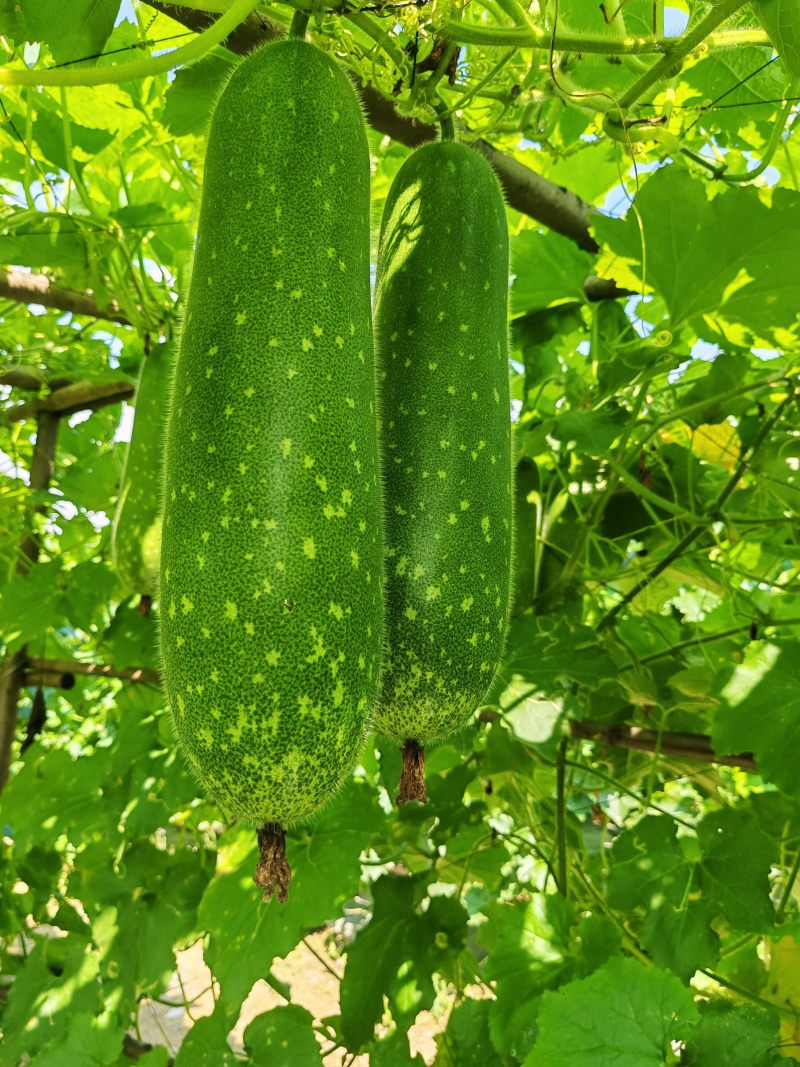 毛节瓜