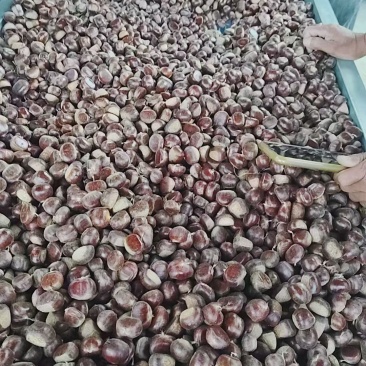 迁西板栗