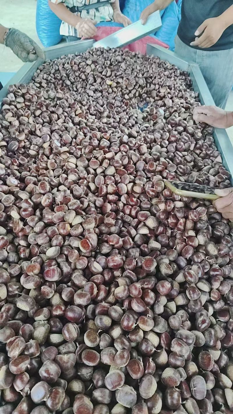 迁西板栗