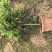 230小叶单杆棒棒糖，靓货，带花苞哦，先到先得