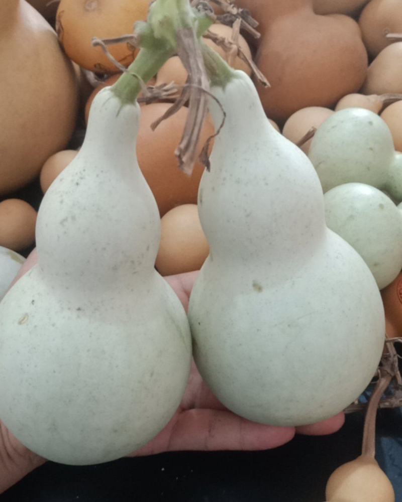 青皮八宝双胞胎葫芦