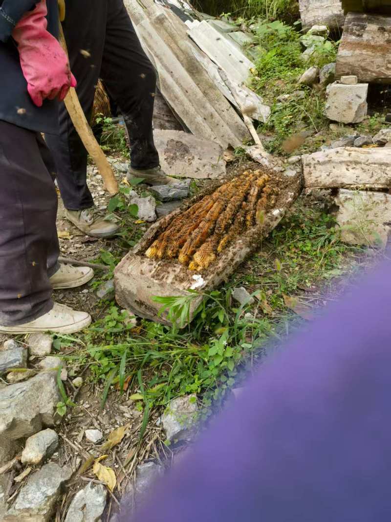 甘肃正宗土蜂蜜