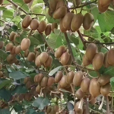 翠香，徐香，海沃德，金福