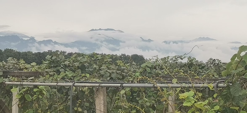 翠香，徐香，海沃德，金福