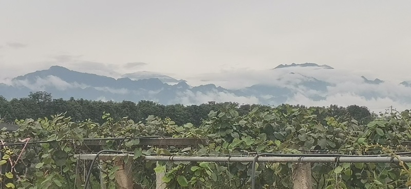 翠香，徐香，海沃德，金福