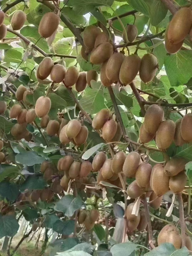 翠香，徐香，海沃德，金福