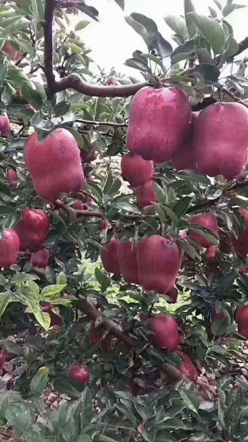 甘肃天水花牛苹果