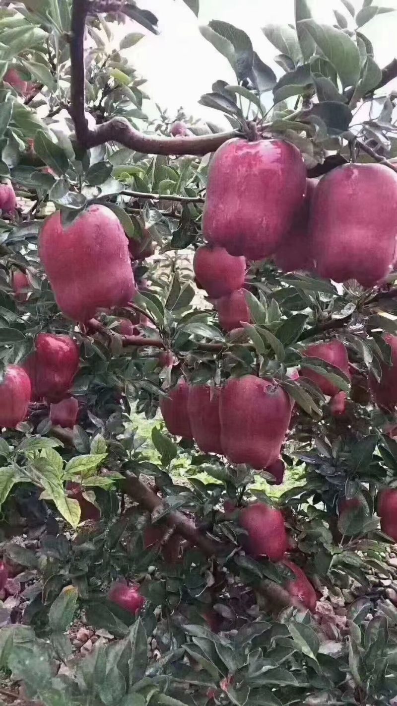 甘肃天水花牛苹果