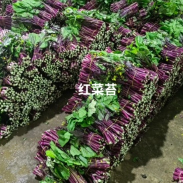 威宁红菜苔