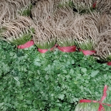 香菜