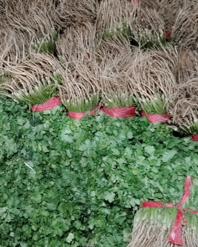 香菜