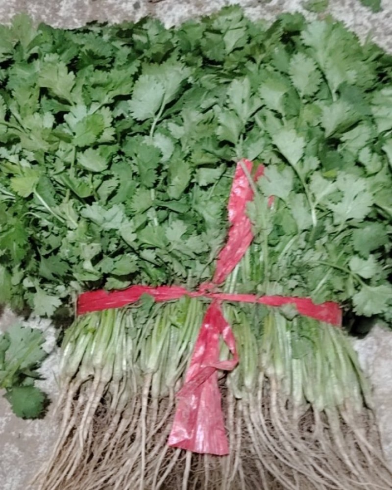 香菜