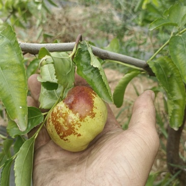 莘县潘枣