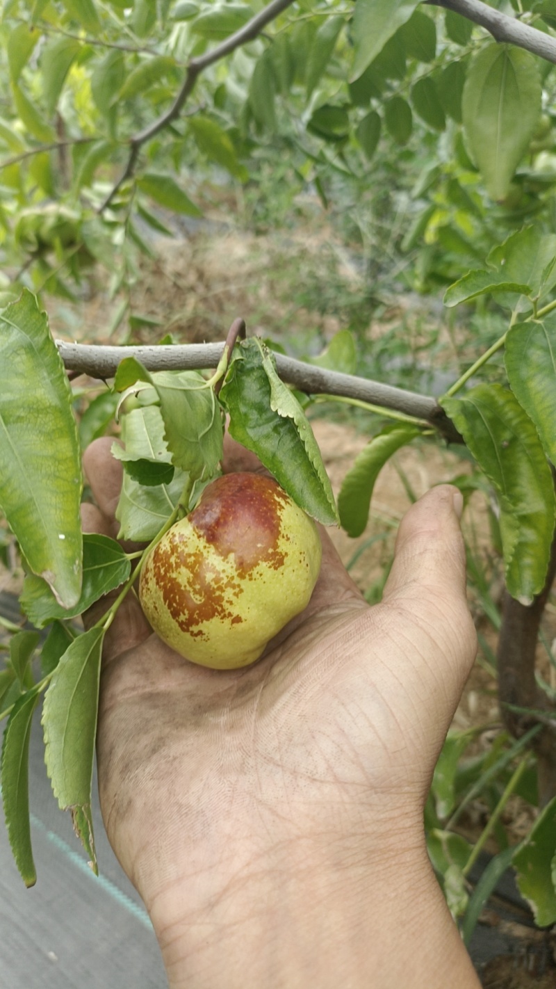 莘县潘枣