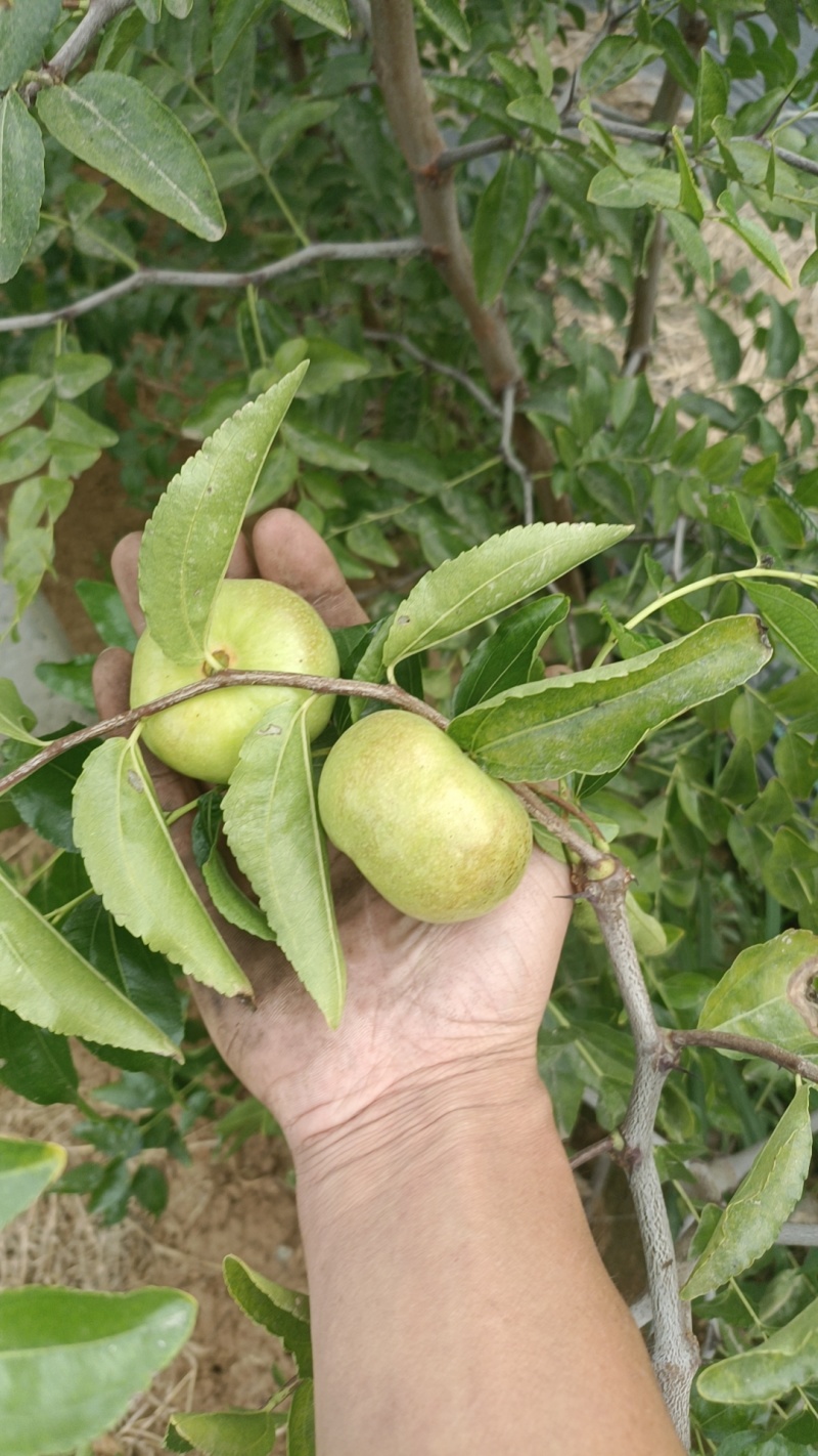 莘县潘枣