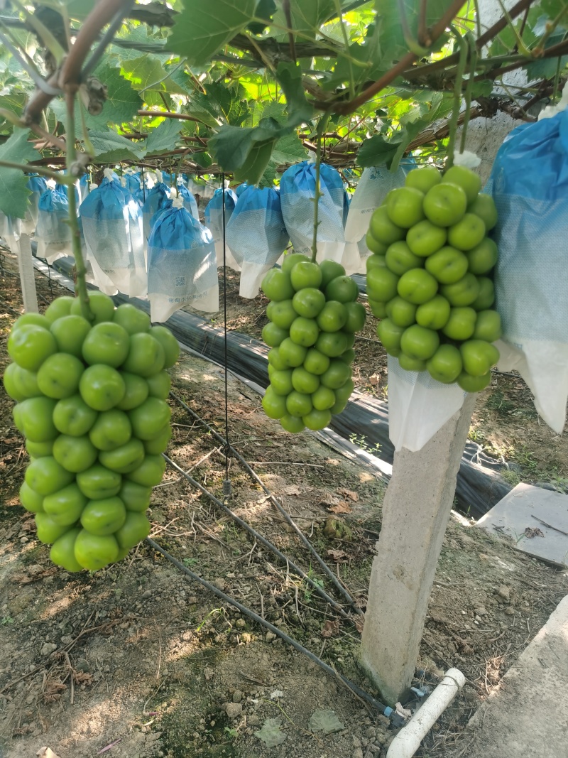 阳光玫瑰