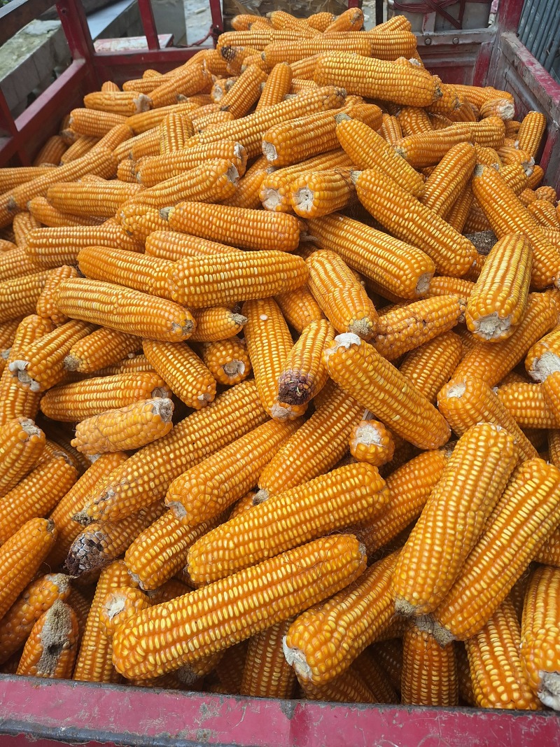 干玉米