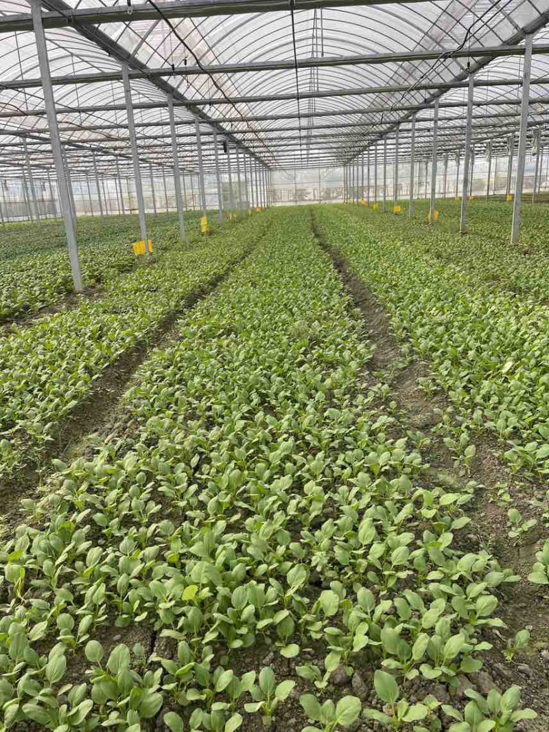 精品鸡毛菜，上海松江石湖荡镇