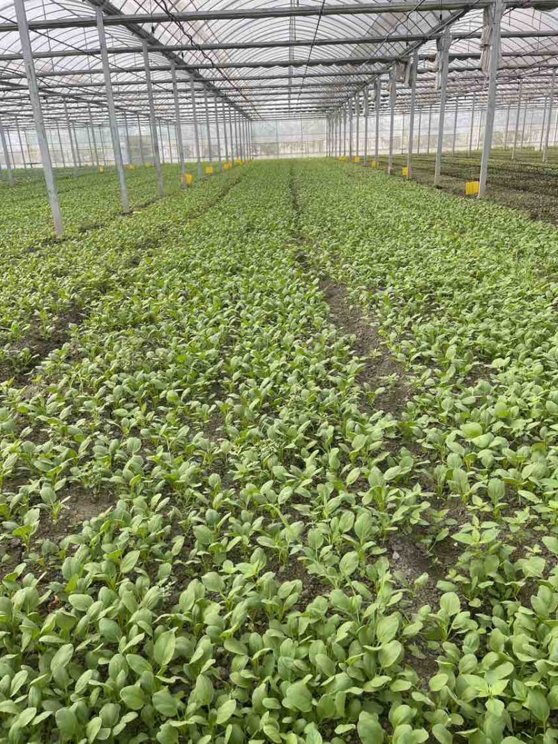 精品鸡毛菜，上海松江石湖荡镇