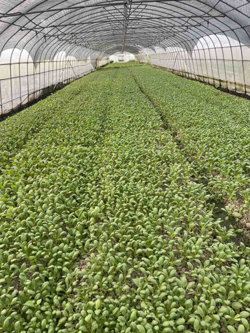 精品鸡毛菜，上海松江石湖荡镇