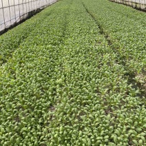 精品鸡毛菜，上海松江石湖荡镇