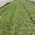 精品鸡毛菜，上海松江石湖荡镇