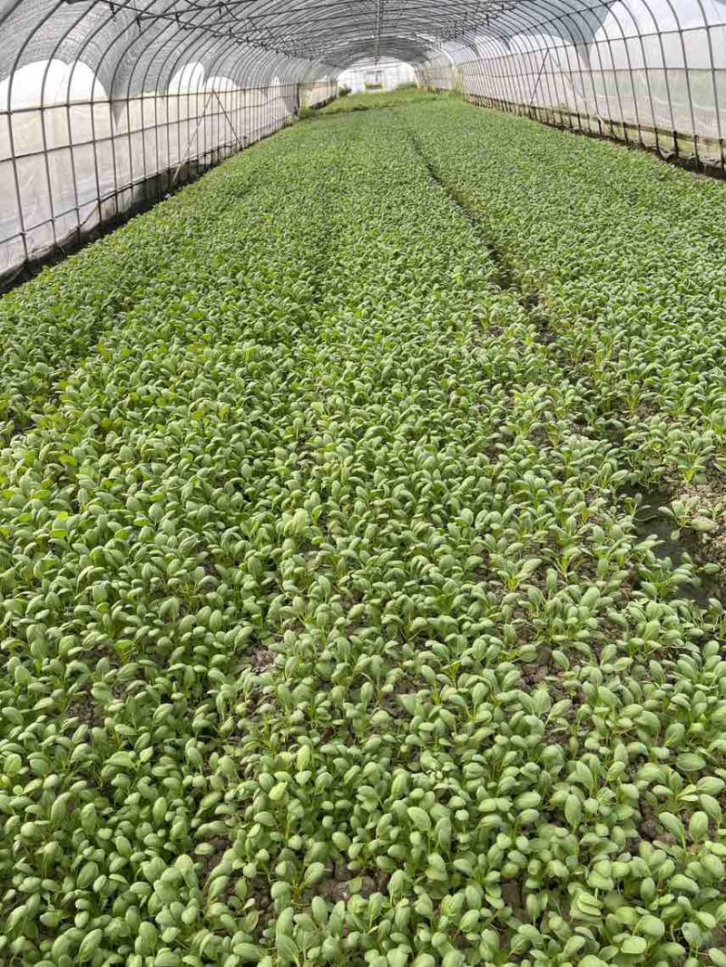 精品鸡毛菜，上海松江石湖荡镇