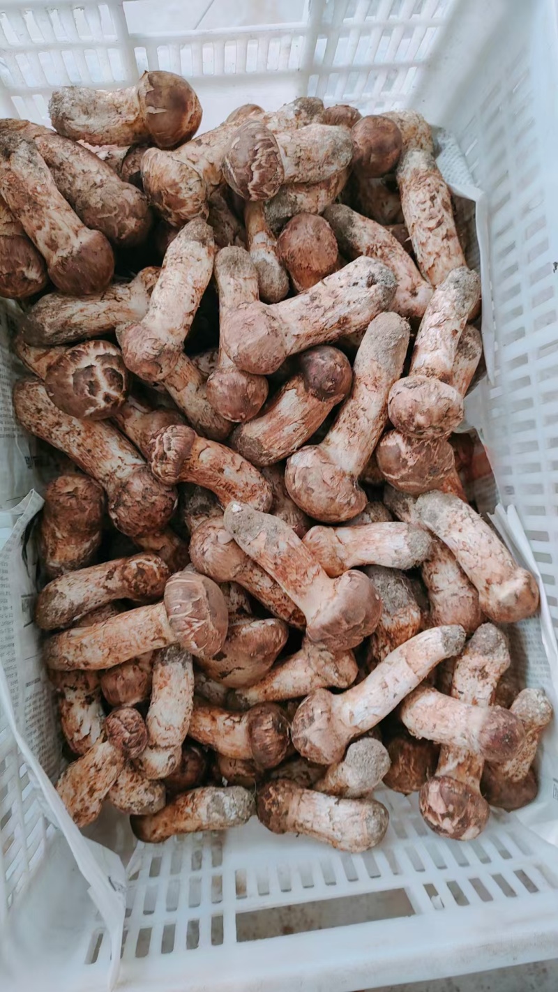 东北野生松茸