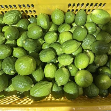广东香水柠檬，实拍图片，所见即所得