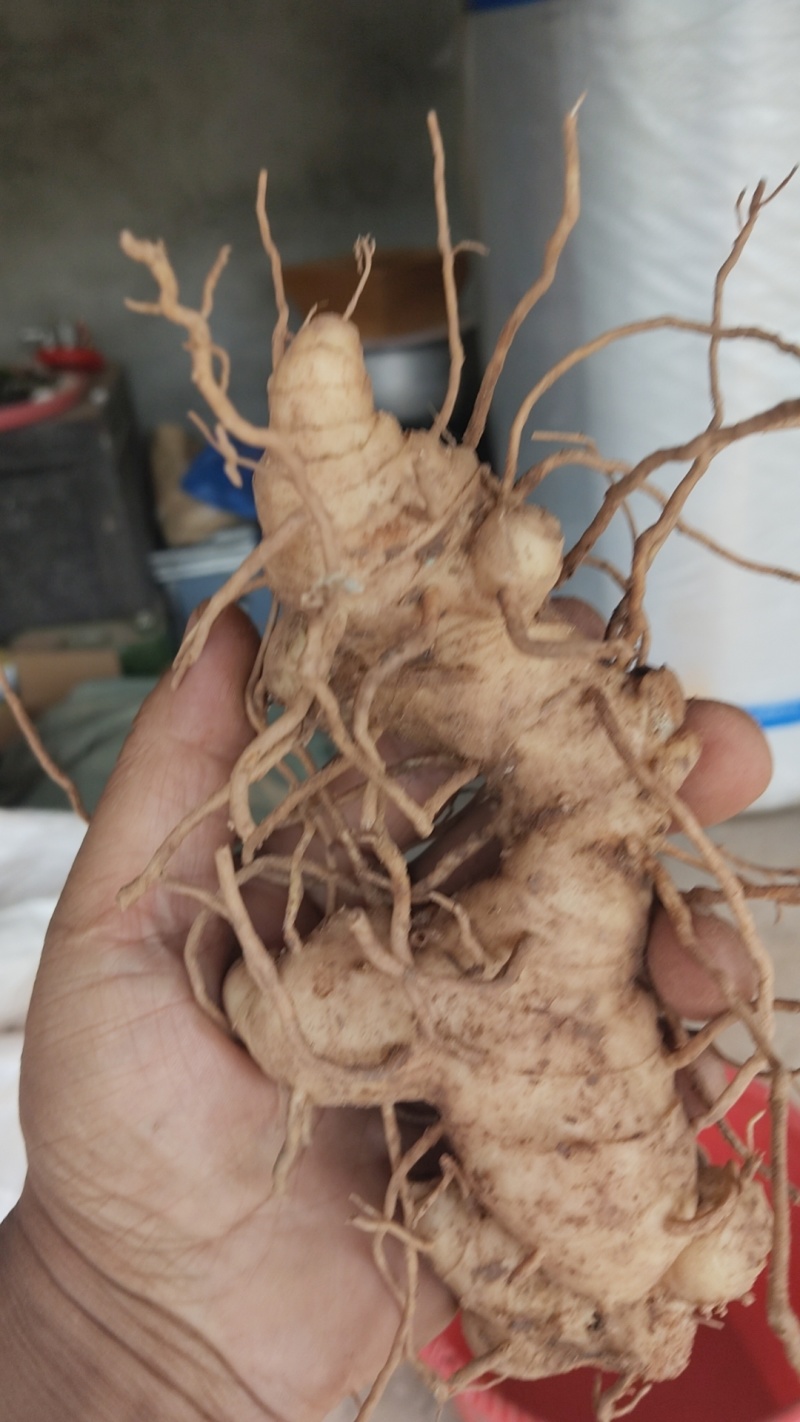 鲜黄精