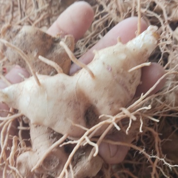 鲜黄精
