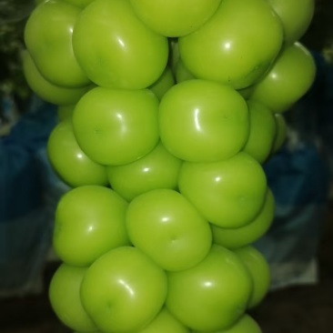 河南商丘夏邑县高品质阳光玫瑰葡萄，寻求一手果商