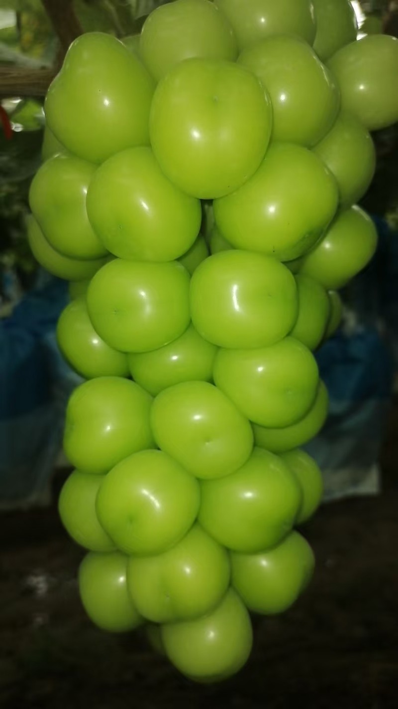 河南商丘夏邑县高品质阳光玫瑰葡萄，寻求一手果商