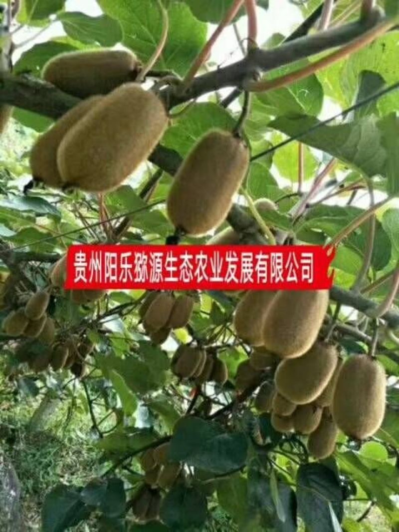 贵州修文贵长猕猴桃