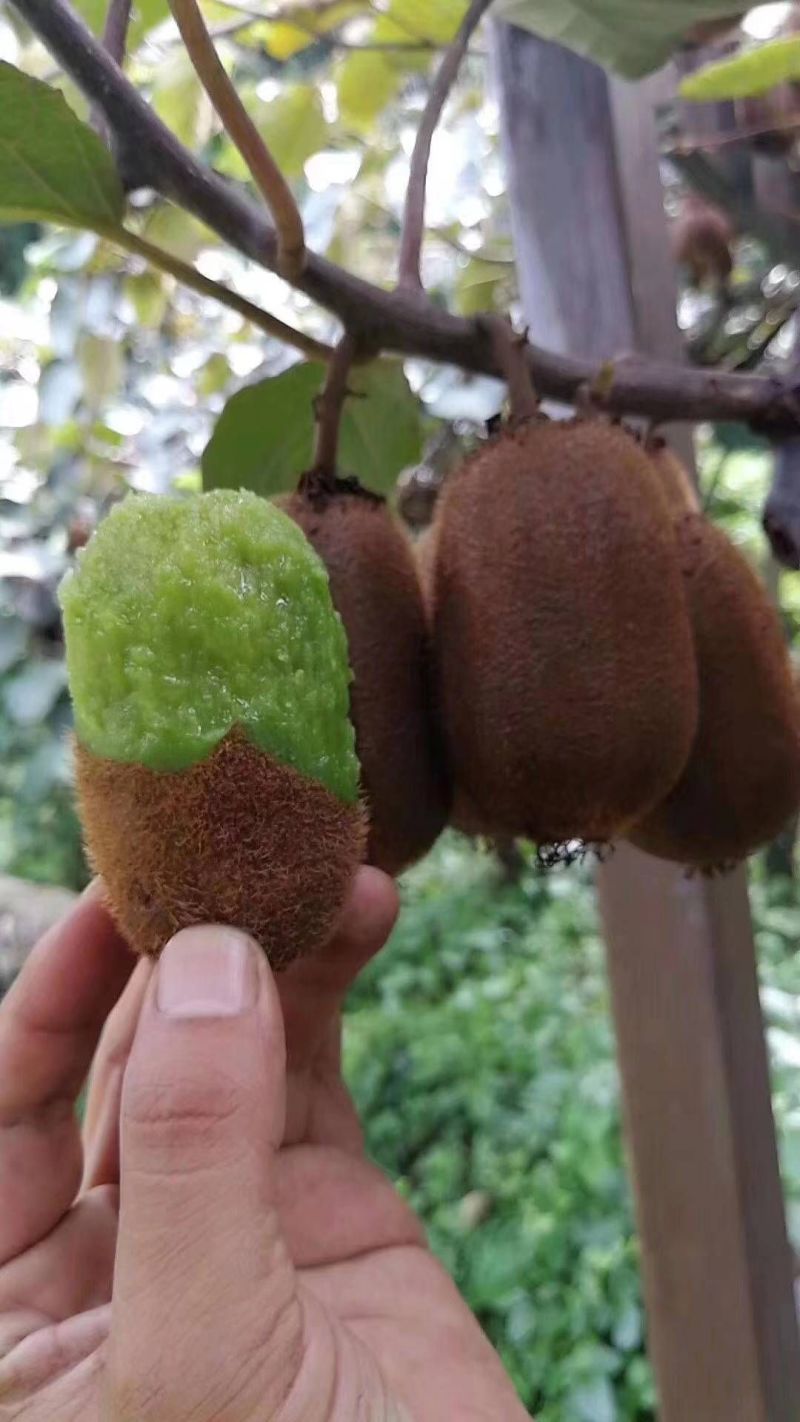 贵州修文贵长猕猴桃
